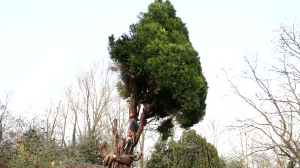 Boom chirurg snijden boom — Stockvideo