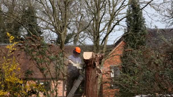 Tree Surgeon cutting tree — Stock Video
