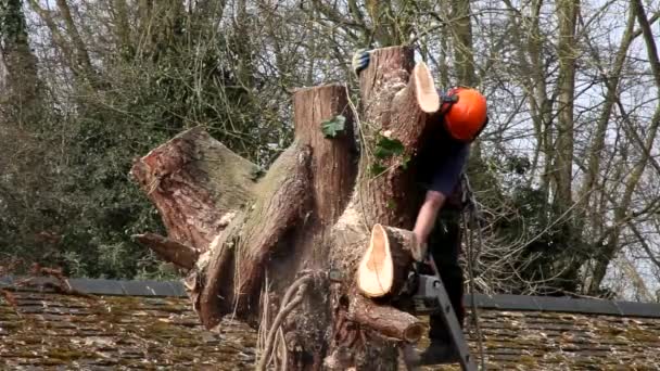 Baumchirurg fällt Baum — Stockvideo