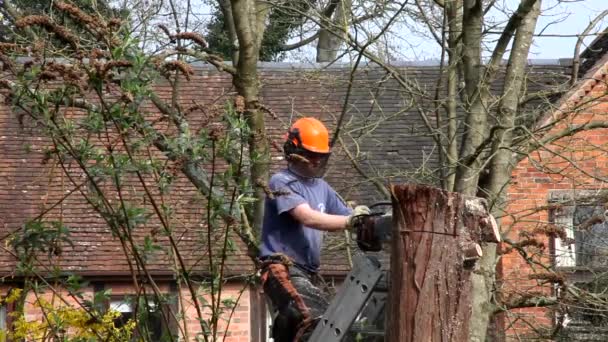 Árbol cirujano cortando árbol — Vídeo de stock