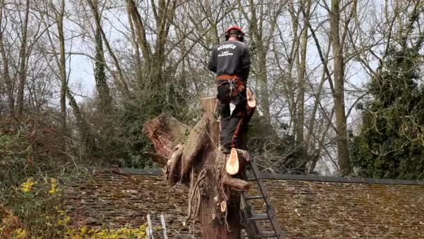 Chirurgien arbre coupe arbre — Video