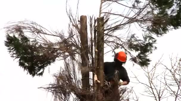 Sebész fa vágás fa — Stock videók