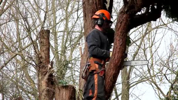 Tree Surgeon cięcia drzewa — Wideo stockowe