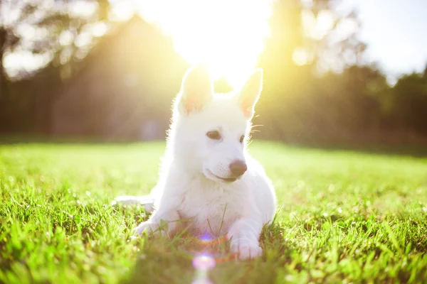 Jovem cão feliz branco na grama — Fotografia de Stock