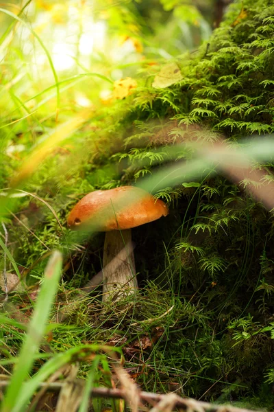 Grzyby Borowik pomarańczowa nasadka na mchu w lesie — Zdjęcie stockowe