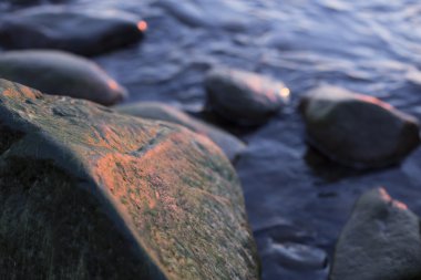 Bir kaya günbatımı ışıkta deniz yosunu ile yakın çekim