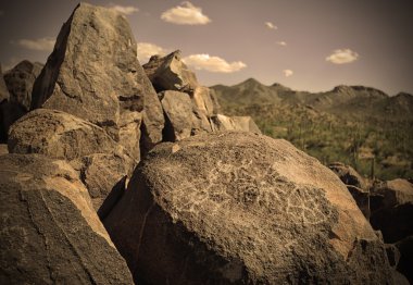 saguaro kaktüsü çölde