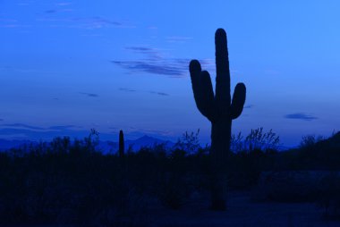 bir saguaro kaktüsü silueti ile Güneybatı günbatımı
