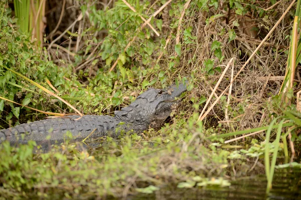 Alligatore nelle Everglades — Foto Stock