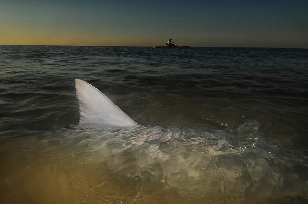 Hai ja kajakki vedessä — kuvapankkivalokuva