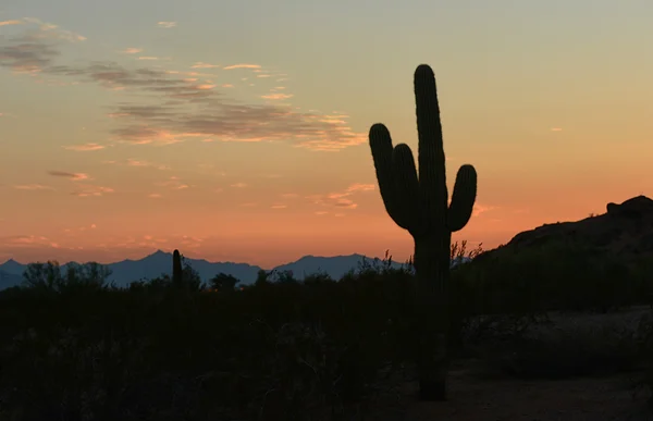 arizona sunset  a saguaro cactus