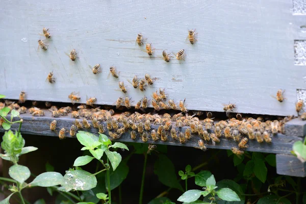 Honey bees in summer — Stock Photo, Image