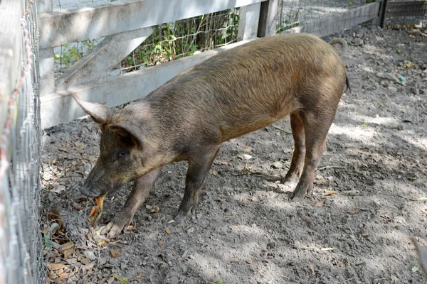 Cerdo en la granja — Foto de Stock