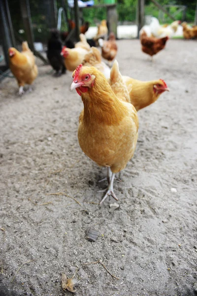 Bir çiftlikte dolaşım tavuk — Stok fotoğraf
