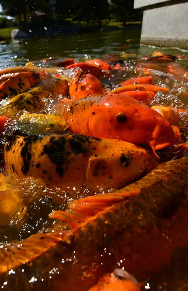 Koi fisk i en zen damm för utomhusmiljö — Stockfoto