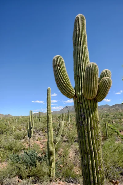 saguaro cactus in desert