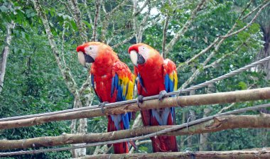 İki kızıl papağan kuşu bir tapınakta dinleniyor.