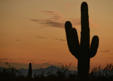 Arizona günbatımı silhouette bir saguaro kaktüsü ve dağ ile