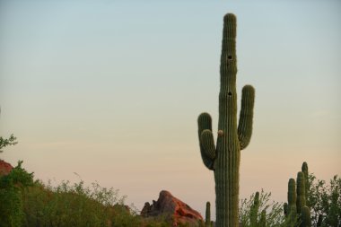 saguaro kaktüsü yuva için iki deliği olan