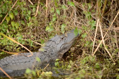 Florida 'daki Timsah' a yaklaş.