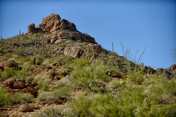 Pequena montanha em arizona com saguaro cacti — Fotografia de Stock