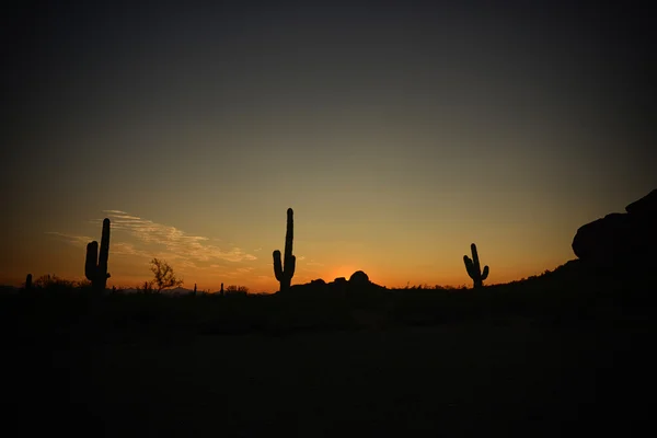 Silhouette de cactus avec un beau coucher de soleil — Photo
