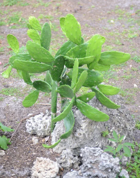 Cactus di fico d'India — Foto Stock