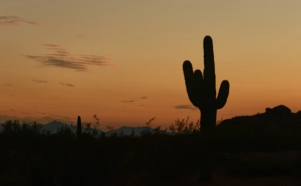 Tramonto di arizona con una sagoma di un cactus di saguaro Foto Stock