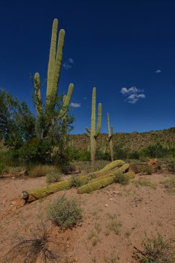 saguaro kaktüsü zeminde