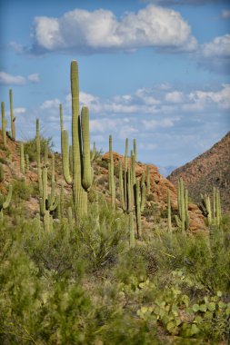 saguaro ve inciri kaktüsler Batı peyzaj üzerinde