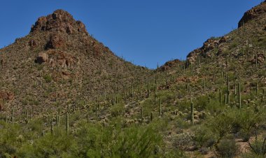 ıssız bir coğrafyada saguaro kaktüs