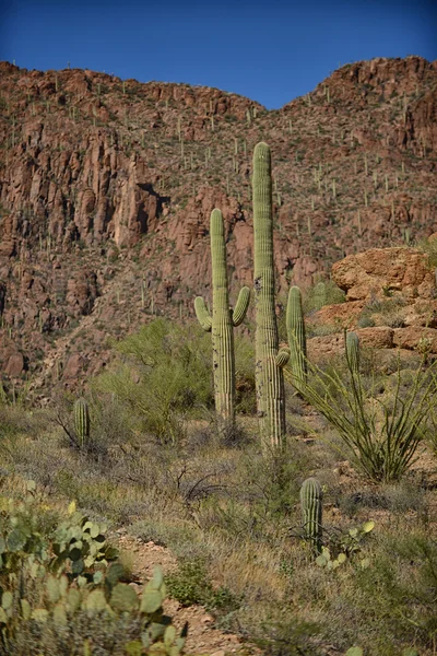 Différentes variétés ou espèces de cactus poussant dans un désert — Photo