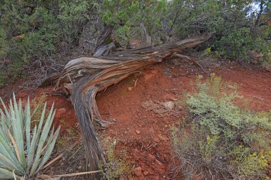 Bell rock girdap Sedona ve ölü selvi ağacı