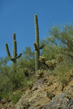 Arizona etli ya da kaktüs çeşitleri