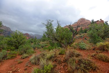 Boynton Kanyon girdap bükülmüş selvi ağacı