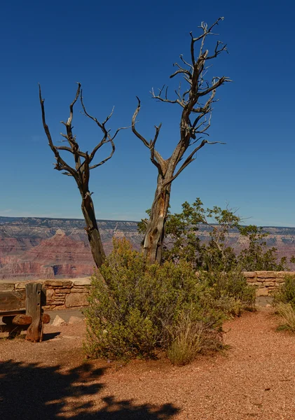 Cyprys drzewo rosnące w pobliżu grand canyon — Zdjęcie stockowe