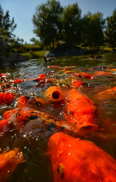 Koi fisk i en zen damm — Stockfoto