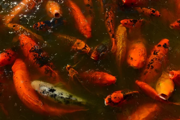 Koi fisk i en damm för lugna utomhusmiljö — Stockfoto