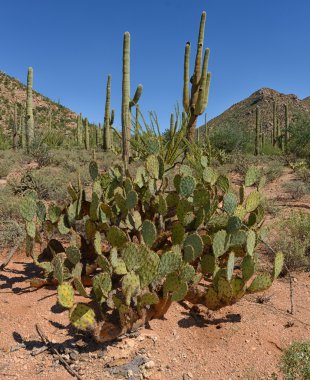 kaktüs inciri ve çöl manzarası