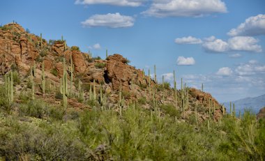 kaktüsler ile Arizona dağ