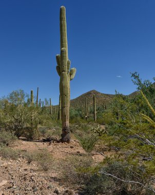 çöl saguaro kaktüsü