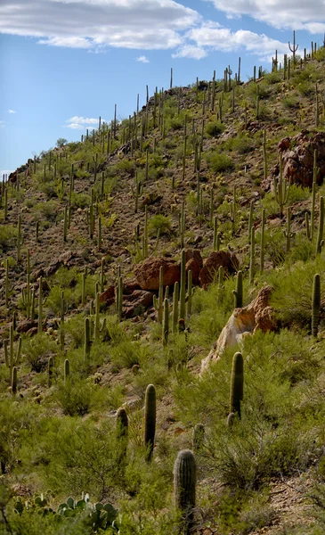 Montanha com saguaro cacti crescente — Fotografia de Stock