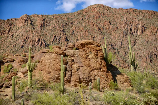 Paisaje occidental con saguaro cactus y montañas —  Fotos de Stock