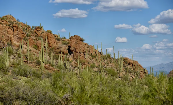 Mountain in arizona with cacti — Stock Photo, Image