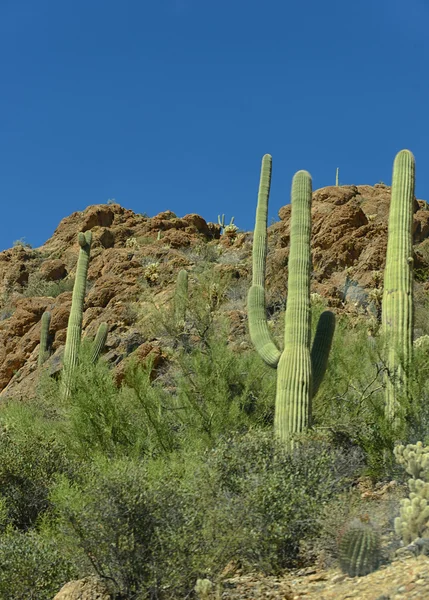 Cacto em arizona — Fotografia de Stock