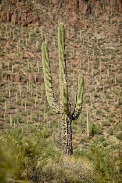 Image Grand Canyon — Photo