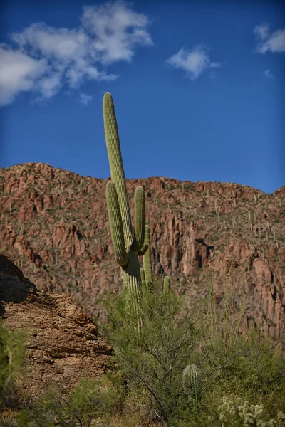 푸른 하늘 가진 애리조나에 saguaro 선인장 — 스톡 사진