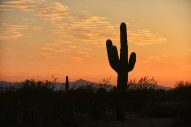 arizona sunset  with cactus clipart