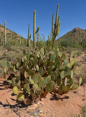 inciri ve saguaro kaktüsler