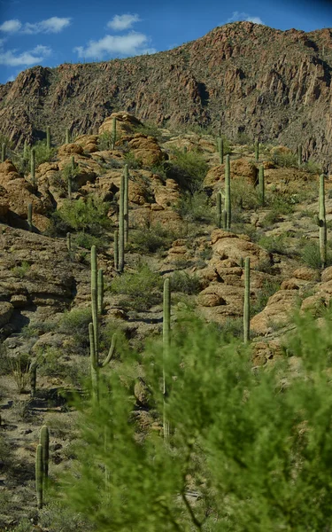 Bela cena deserto de montanha com saguaro cacti — Fotografia de Stock